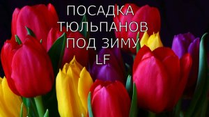 Посадка тюльпанов в грунт под зиму. Когда и как высаживать тюльпаны.