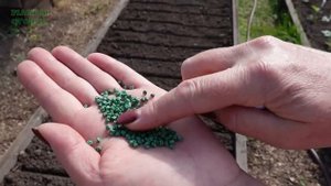 Посев столовой СВЕКЛЫ! Советы от ЗЕЛЕНОГО ОГОРОДА!