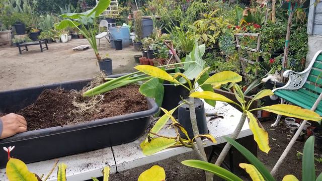 Separacion y plantacion de la oreja de elefante.. смотреть онлайн