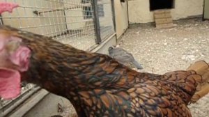 Голуби и куры