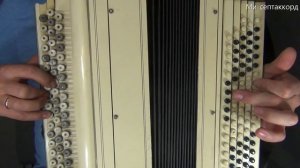 Старый клён (Баян крупным планом)