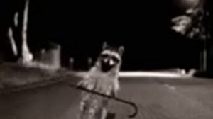 Танцующий енот!