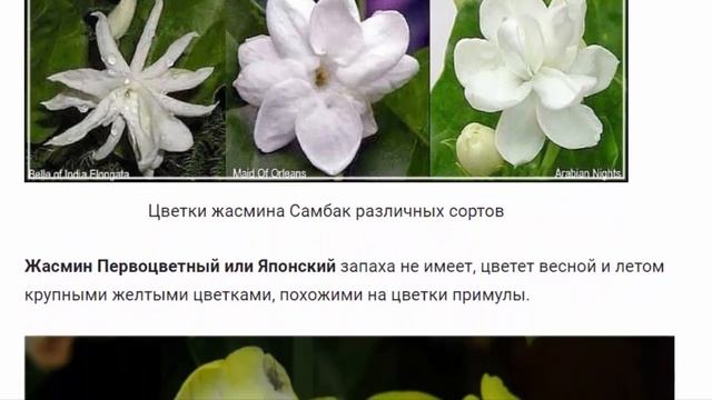 Жасмин ЦВЕТЫ ДЛЯ ДОМА И САДА смотреть онлайн