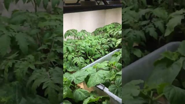 Самая лучшая лампа для растений смотреть онлайн