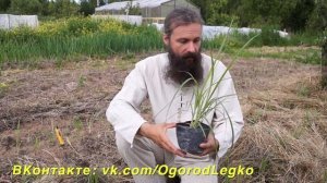 Миндаль в холодном климате - выращивание Чуфы