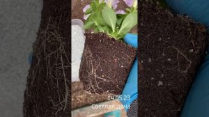 Посадка петунии в кашпо. Готовим грунт