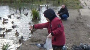 УТИННЫЙ РАЙ НА ШКОЛЬНОМ ПРУДУ 2019