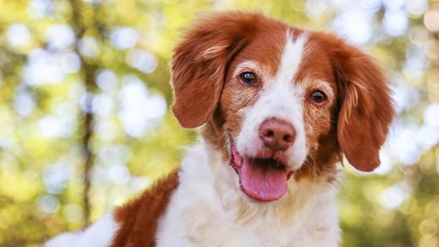 Los 10 Mejores Perros de Caza смотреть онлайн