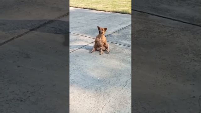 бурым Брум бруууум смотреть онлайн