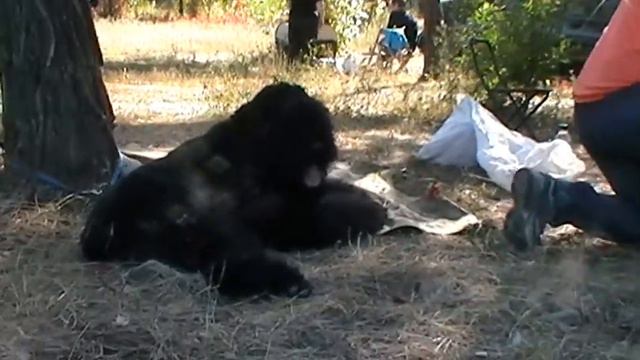 Выставка собак в Северодонецке 2010 09 26 130130