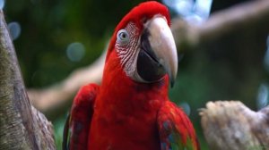 Попугай Ара. Интересные факты