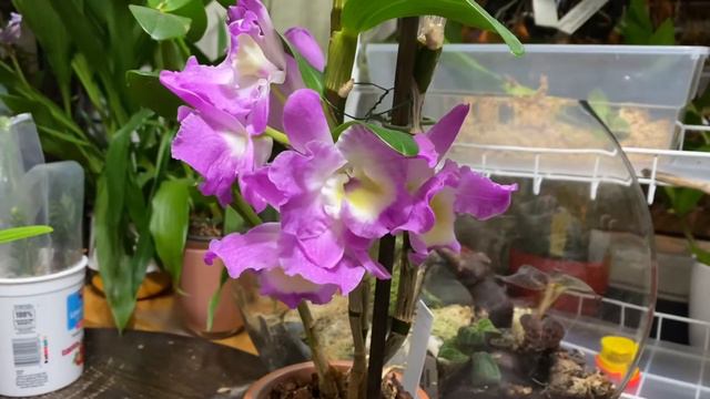 GVOS2020 Dendrobium Nobile No ID смотреть онлайн