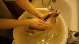 купать сфинкса