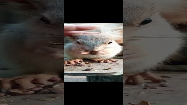 Бельчонок даёт гладится