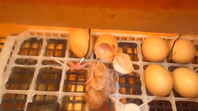 Вылупление птенцов из самодельного инкубатора