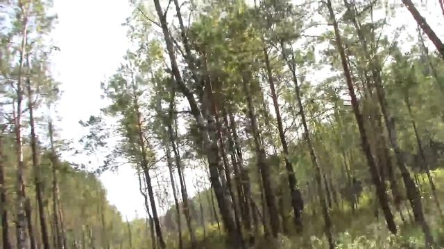 Нарисовал свой дуб. Поехал рисовать в болото. Ночная охота на оленей. Художник в ДЕРЕВНЕ
