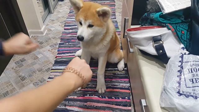 Акита Ину. Мика. Игра в кулачки и дай пять