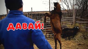 ОДИН ДЕНЬ ИЗ ЖИЗНИ В ДЕРЕВНЕ НОЯБРЬ 2020