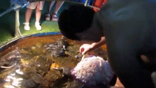 Кормление черепах в океанариуме смотреть онлайн