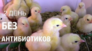 Выращивание Бройлеров без Антибиотиков. Март 2020, день второй