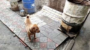 Шарпей и немецкий боксер  Собачки для души и охраны