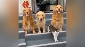 🐶🐱ПЕС ПРИНЁС КОТА, ЧТОБЫ СФОТОГРАФИРОВАТЬСЯ ВМЕСТЕ!😂