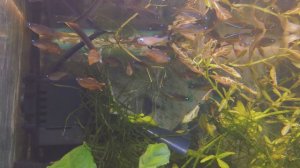 Псевдомугил Паскай / Pseudomugil Luminatus