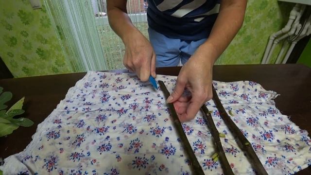 Размножение, черенкование инжира осенью. Укоренение черенков, несколько способов.