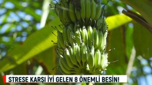 Stres yapan besinler nelerdir? Strese iyi gelen ve sakinleştiren besinler nelerdir?