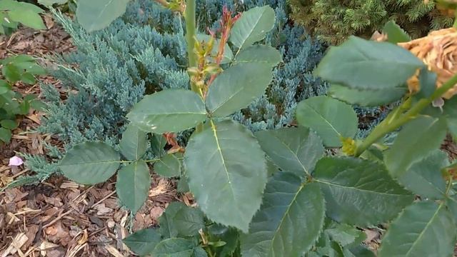 Вся ПРАВДА О РОЗЕ МИСС ПИГГИ??? смотреть онлайн