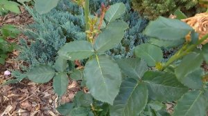 Вся ПРАВДА О РОЗЕ  МИСС ПИГГИ???