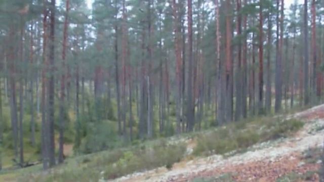 ежовик пёстрый,лечебный гриб