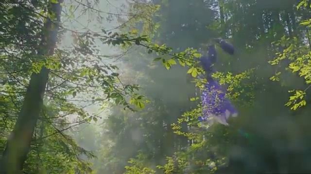 Легкая расслабляющая музыка для снятия стресса Музыка для флейты, гитары и фортепиано с пением пти смотреть онлайн