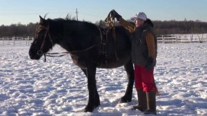 Подготовка лошади к заездке в сани без помощников.