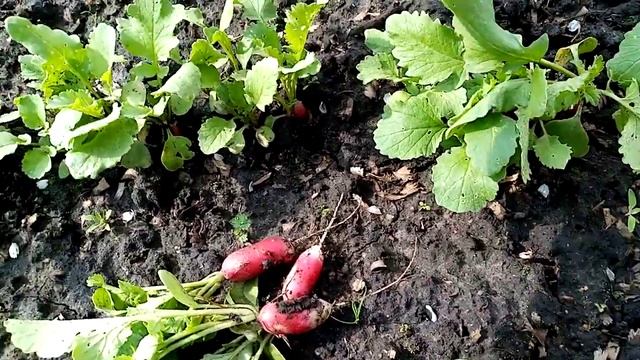 Урожай Редиски 18 дневки. 19 мая 2021г. смотреть онлайн