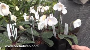 OrchidWeb - Paphiopedilum niveum