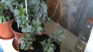 ПОЛИВ АЗАЛИЙ