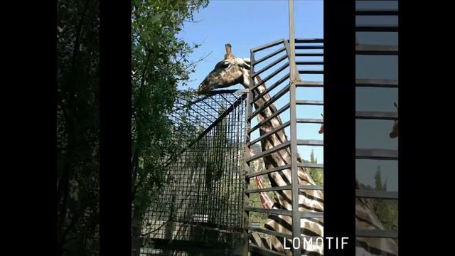 Зоопарк сказка смотреть онлайн