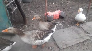 Крупные серые гуси