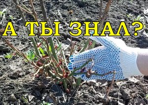 САДОВЫЕ РОЗЫ: первые действия ВЕСНОЙ???