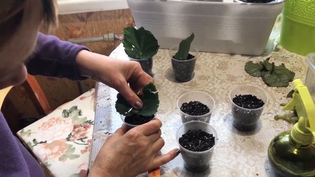 Размножение бегонии листочками и черенками. смотреть онлайн