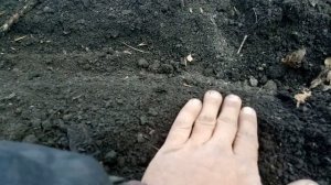 090517 Гречиха технология+посев