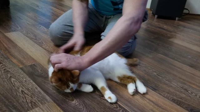Массаж моему Рыжему коту смотреть онлайн