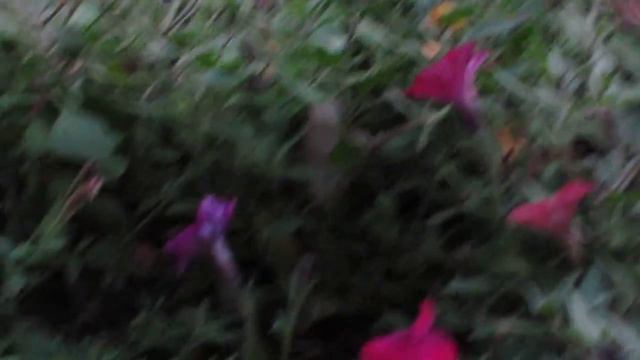 Sphinx Moth feeding from Petunia's смотреть онлайн