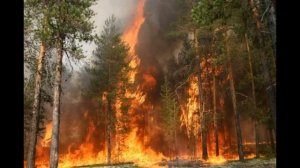 НА ЗЕМЛЕ НЕТ ЛЕСОВ | ИХ ДАВНО СПИЛИЛИ