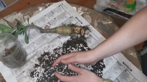 Адениумы // Пересадка проблемного сорта // Мягкий каудекс