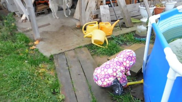 Осень в Лен области / 5 ноября земляника созрела / Индюшка вес 10 кг / Даришка и ЛАЙКИ / Мари Мисти смотреть онлайн