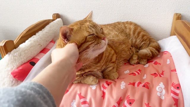 高熱で寝込んだ娘を猫たちが総出で見守ってくれてる姿に感動しました... #猫 #マンチカン