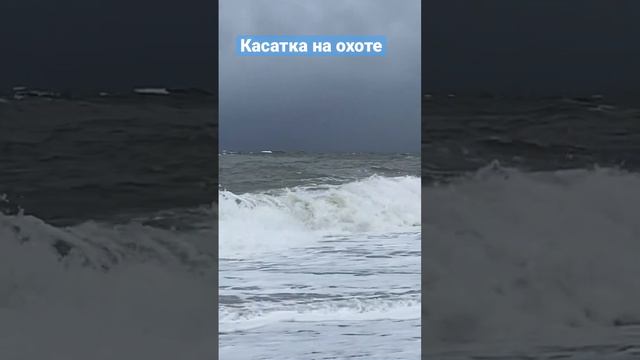 Касатка на побережье охотского моря