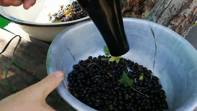 Самая быстрая очистка ягод от мусора. смотреть онлайн